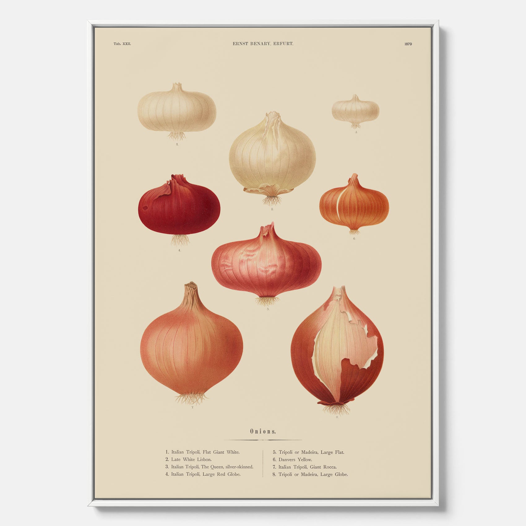Kökstavla med lökar poster – Canvastavla med lökar, lökposter av Ernst Benary, tavla med lök, skolposter, köksposter, poster till kök