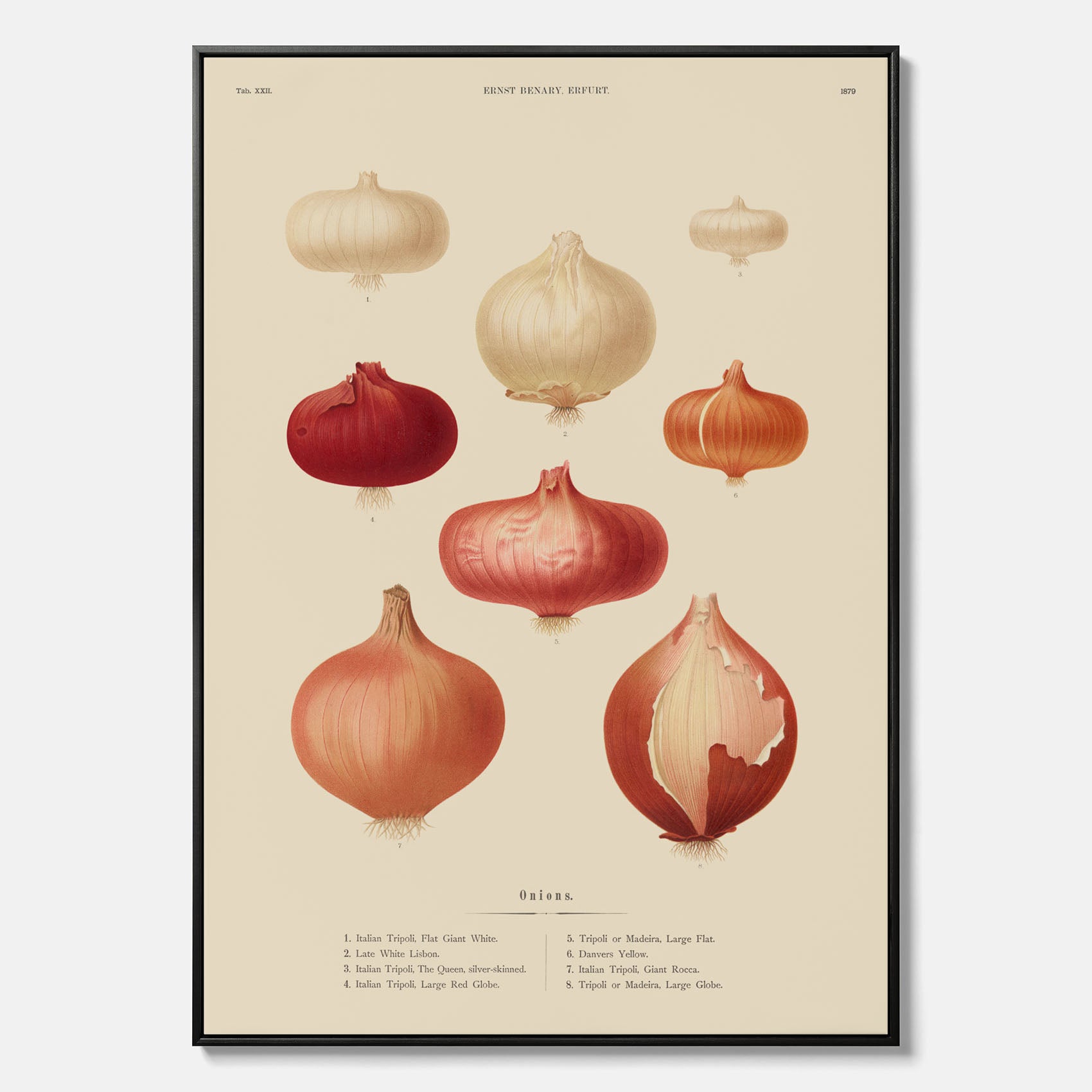 Kökstavla med lökar poster – Canvastavla med lökar, lökposter av Ernst Benary, tavla med lök, skolposter, köksposter, poster till kök