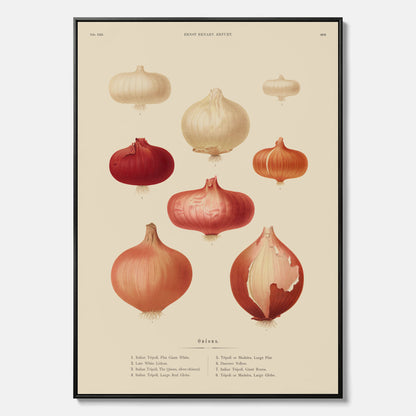 Kökstavla med lökar poster – Canvastavla med lökar, lökposter av Ernst Benary, tavla med lök, skolposter, köksposter, poster till kök