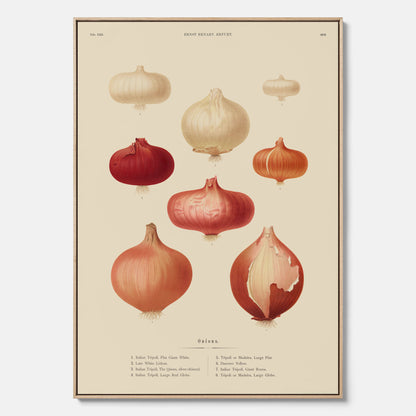 Kökstavla med lökar poster – Canvastavla med lökar, lökposter av Ernst Benary, tavla med lök, skolposter, köksposter, poster till kök