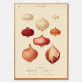 Kökstavla med lökar poster – Plansch med lökar, lökposter av Ernst Benary, tavla med lök, skolposter, köksposter, poster till kök