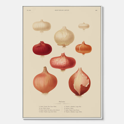 Kökstavla med lökar poster – Canvastavla med lökar, lökposter av Ernst Benary, tavla med lök, skolposter, köksposter, poster till kök