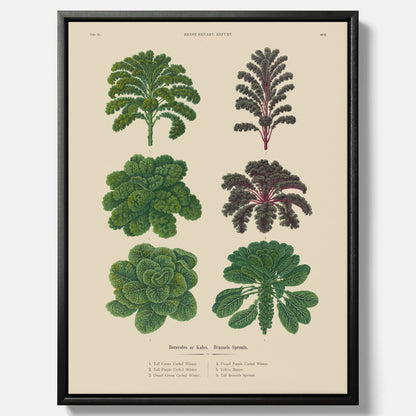 Kökstavla med kål poster – Canvastavla med kål, kålposter av Ernst Benary, tavla med brysselkål, skolposter, köksposter, poster till kök