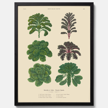 Kökstavla med kål poster – Plansch med kål, kålposter av Ernst Benary, tavla med brysselkål, skolposter, köksposter, poster till kök