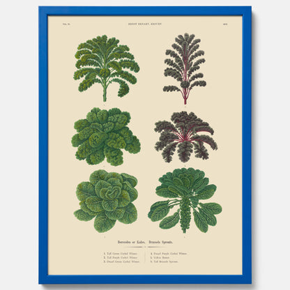 Kökstavla med kål poster – Plansch med kål, kålposter av Ernst Benary, tavla med brysselkål, skolposter, köksposter, poster till kök