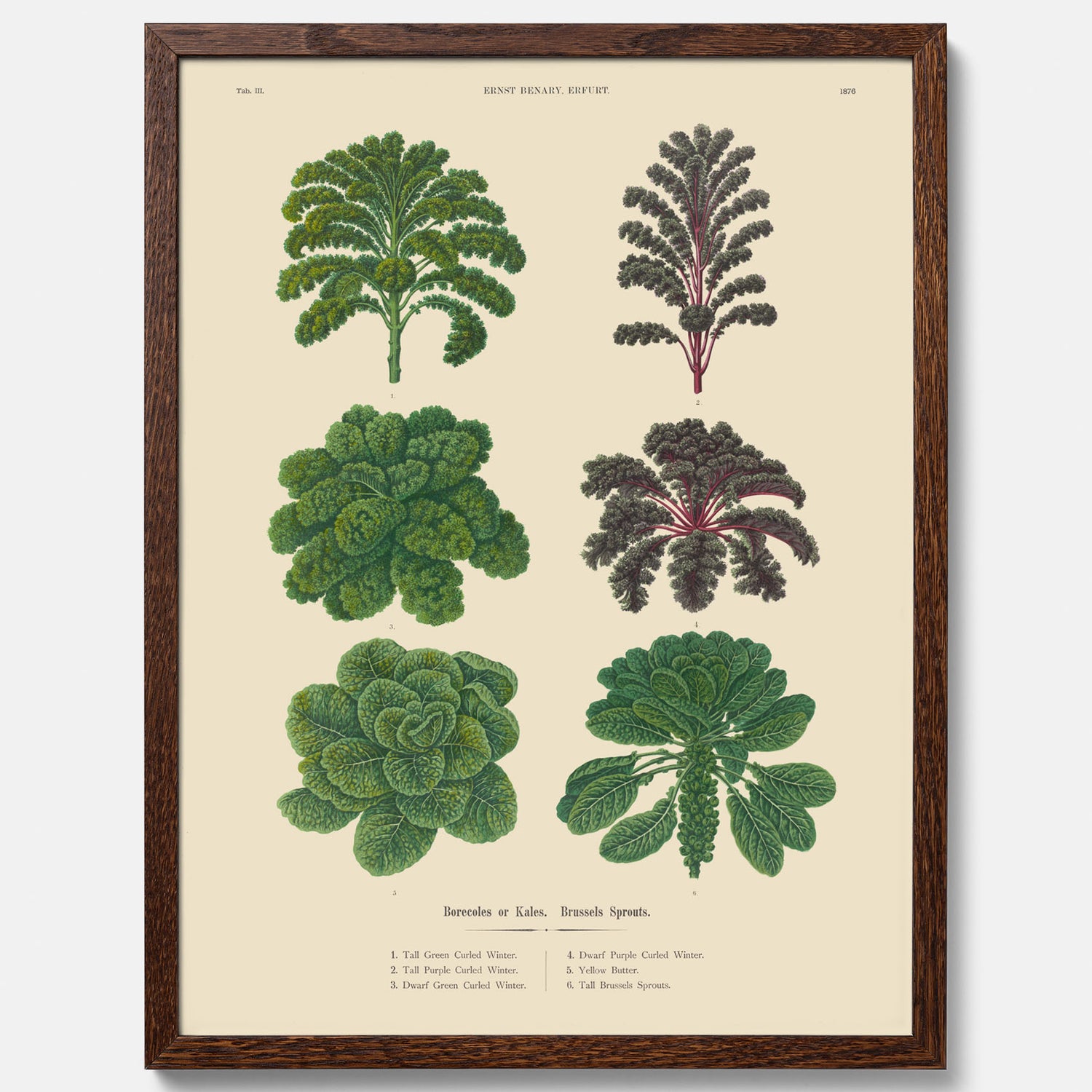 Kökstavla med kål poster – Plansch med kål, kålposter av Ernst Benary, tavla med brysselkål, skolposter, köksposter, poster till kök