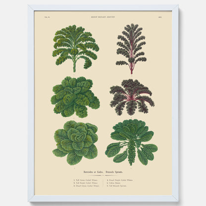 Kökstavla med kål poster – Plansch med kål, kålposter av Ernst Benary, tavla med brysselkål, skolposter, köksposter, poster till kök