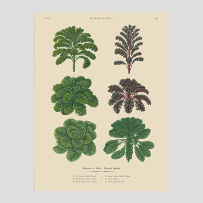 Kökstavla med kål poster – Plansch med kål, kålposter av Ernst Benary, tavla med brysselkål, skolposter, köksposter, poster till kök