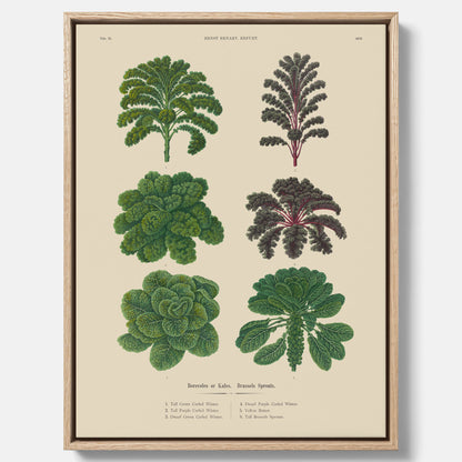 Kökstavla med kål poster – Canvastavla med kål, kålposter av Ernst Benary, tavla med brysselkål, skolposter, köksposter, poster till kök