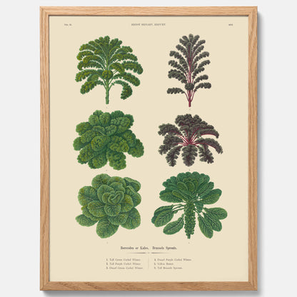Kökstavla med kål poster – Plansch med kål, kålposter av Ernst Benary, tavla med brysselkål, skolposter, köksposter, poster till kök