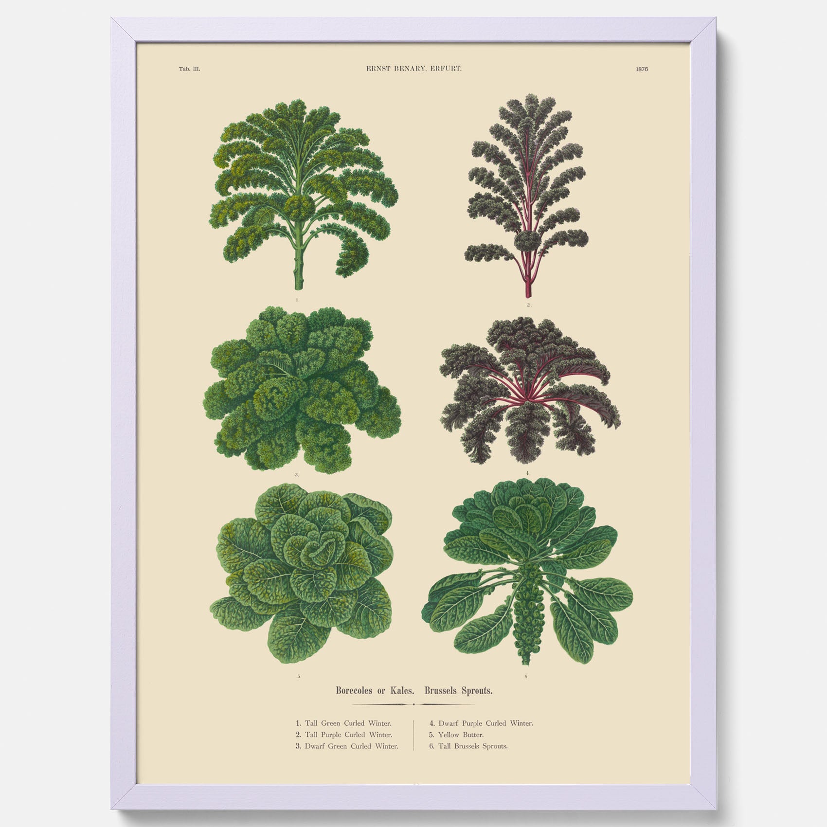 Kökstavla med kål poster – Plansch med kål, kålposter av Ernst Benary, tavla med brysselkål, skolposter, köksposter, poster till kök