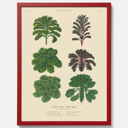Kökstavla med kål poster – Plansch med kål, kålposter av Ernst Benary, tavla med brysselkål, skolposter, köksposter, poster till kök