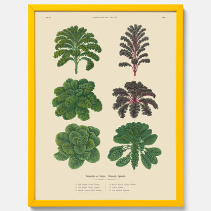 Kökstavla med kål poster – Plansch med kål, kålposter av Ernst Benary, tavla med brysselkål, skolposter, köksposter, poster till kök
