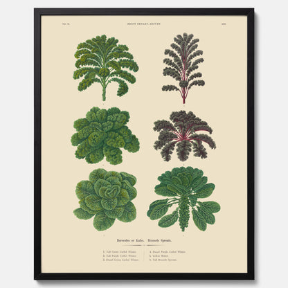 Kökstavla med kål poster – Plansch med kål, kålposter av Ernst Benary, tavla med brysselkål, skolposter, köksposter, poster till kök