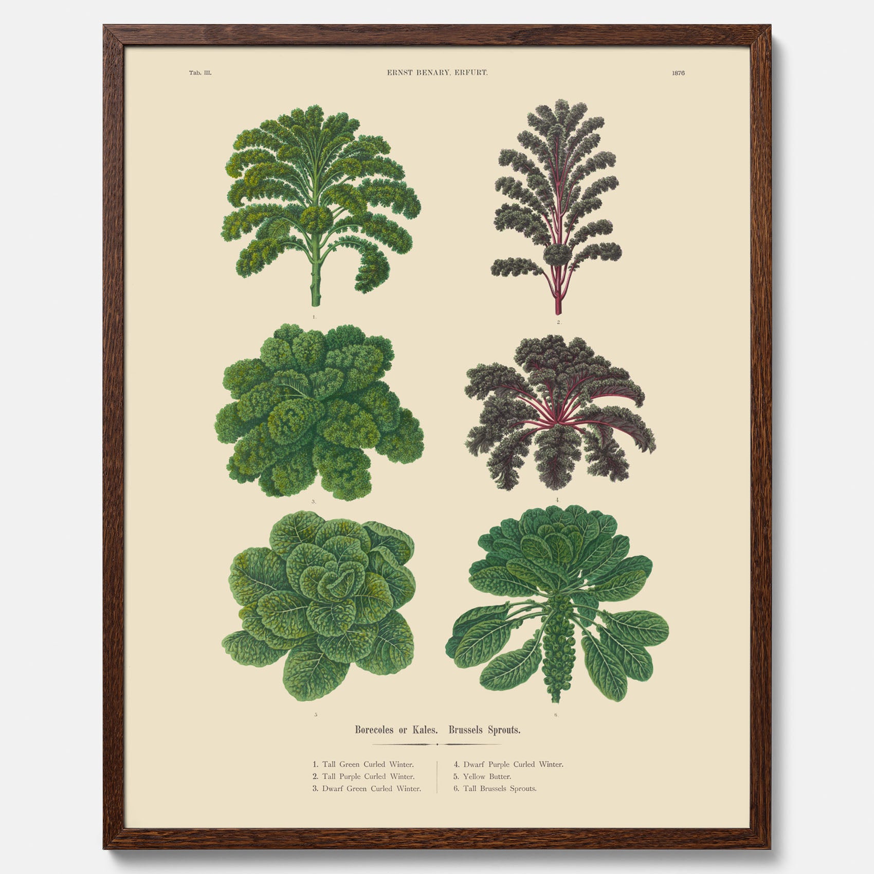 Kökstavla med kål poster – Plansch med kål, kålposter av Ernst Benary, tavla med brysselkål, skolposter, köksposter, poster till kök