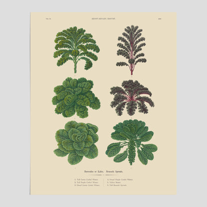 Kökstavla med kål poster – Plansch med kål, kålposter av Ernst Benary, tavla med brysselkål, skolposter, köksposter, poster till kök