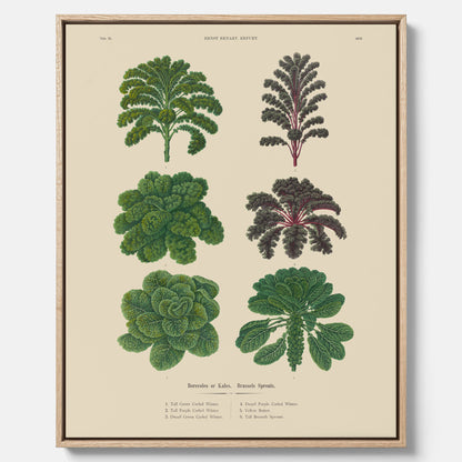 Kökstavla med kål poster – Canvastavla med kål, kålposter av Ernst Benary, tavla med brysselkål, skolposter, köksposter, poster till kök