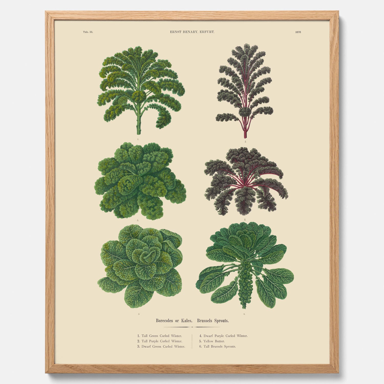 Kökstavla med kål poster – Plansch med kål, kålposter av Ernst Benary, tavla med brysselkål, skolposter, köksposter, poster till kök