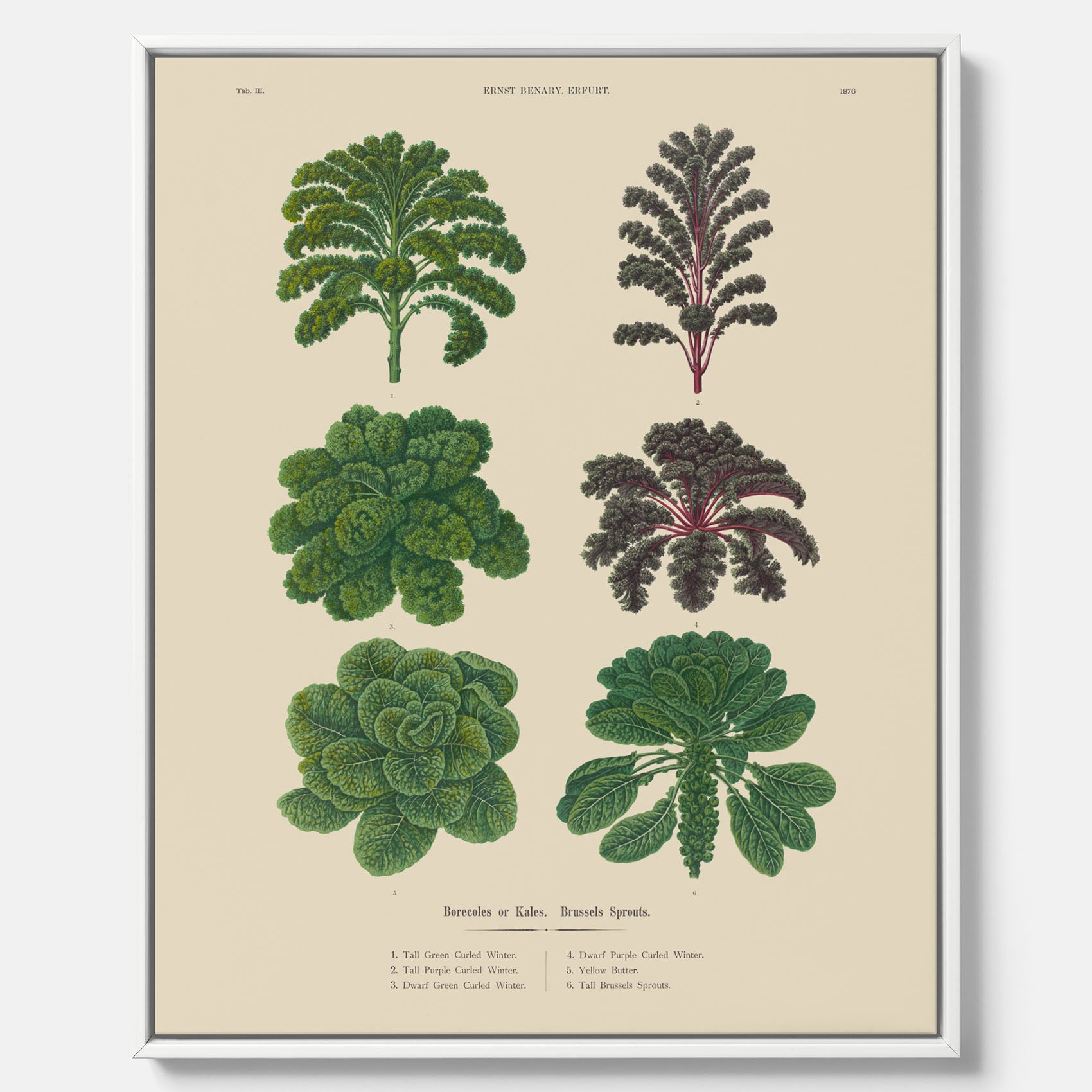 Kökstavla med kål poster – Canvastavla med kål, kålposter av Ernst Benary, tavla med brysselkål, skolposter, köksposter, poster till kök