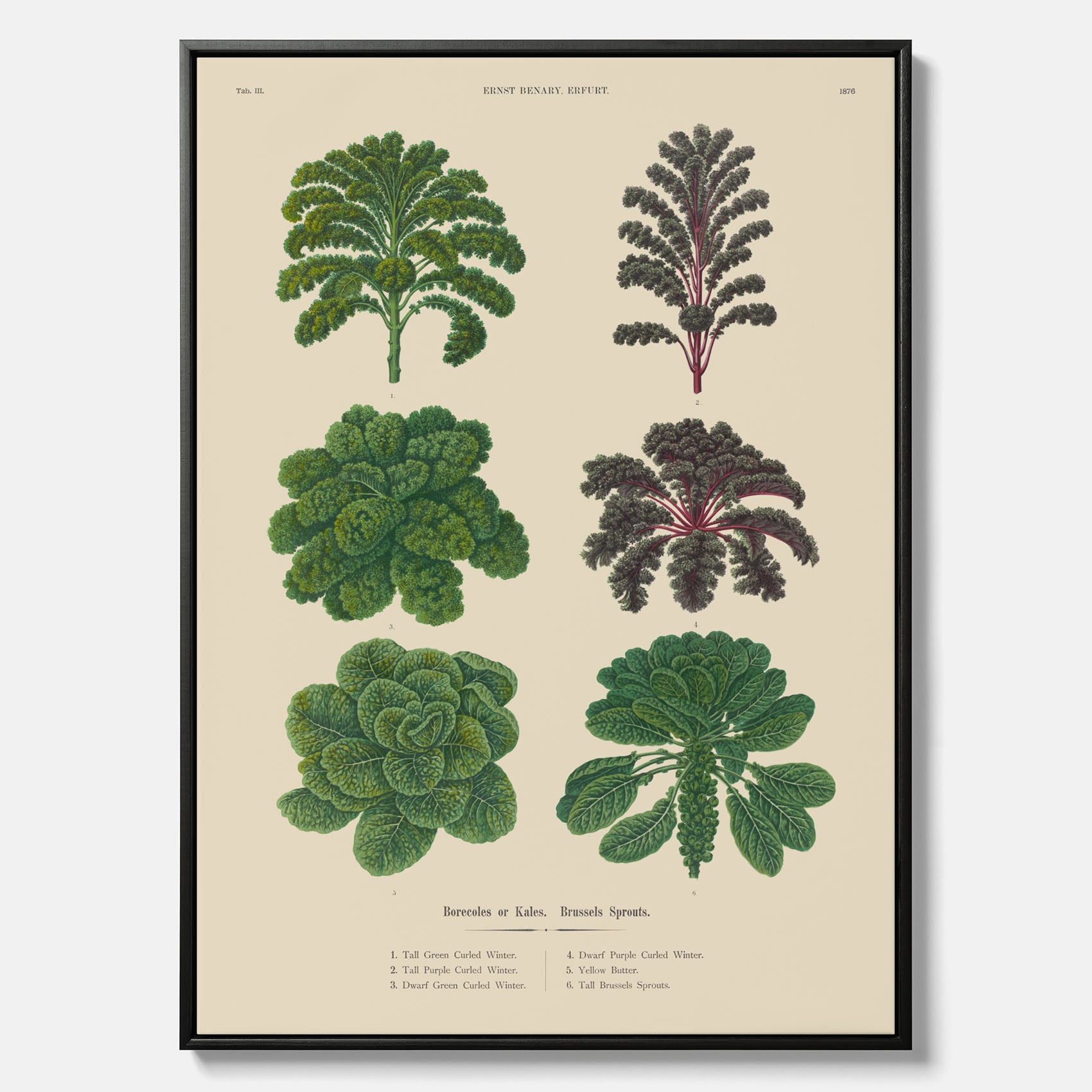 Kökstavla med kål poster – Canvastavla med kål, kålposter av Ernst Benary, tavla med brysselkål, skolposter, köksposter, poster till kök