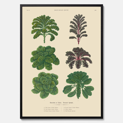 Kökstavla med kål poster – Plansch med kål, kålposter av Ernst Benary, tavla med brysselkål, skolposter, köksposter, poster till kök
