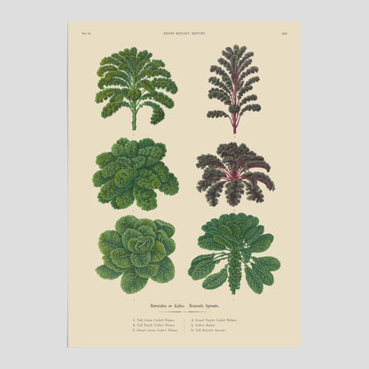 Kökstavla med kål poster – Plansch med kål, kålposter av Ernst Benary, tavla med brysselkål, skolposter, köksposter, poster till kök