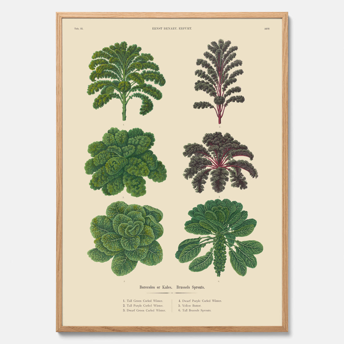 Kökstavla med kål poster – Plansch med kål, kålposter av Ernst Benary, tavla med brysselkål, skolposter, köksposter, poster till kök