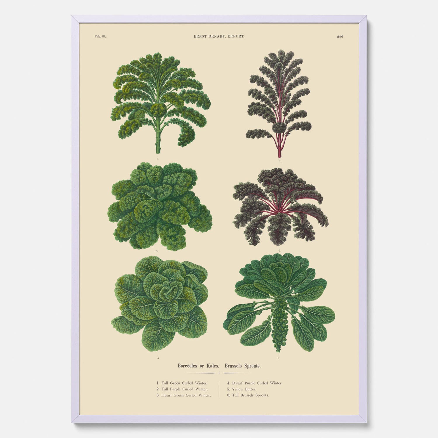Kökstavla med kål poster – Plansch med kål, kålposter av Ernst Benary, tavla med brysselkål, skolposter, köksposter, poster till kök