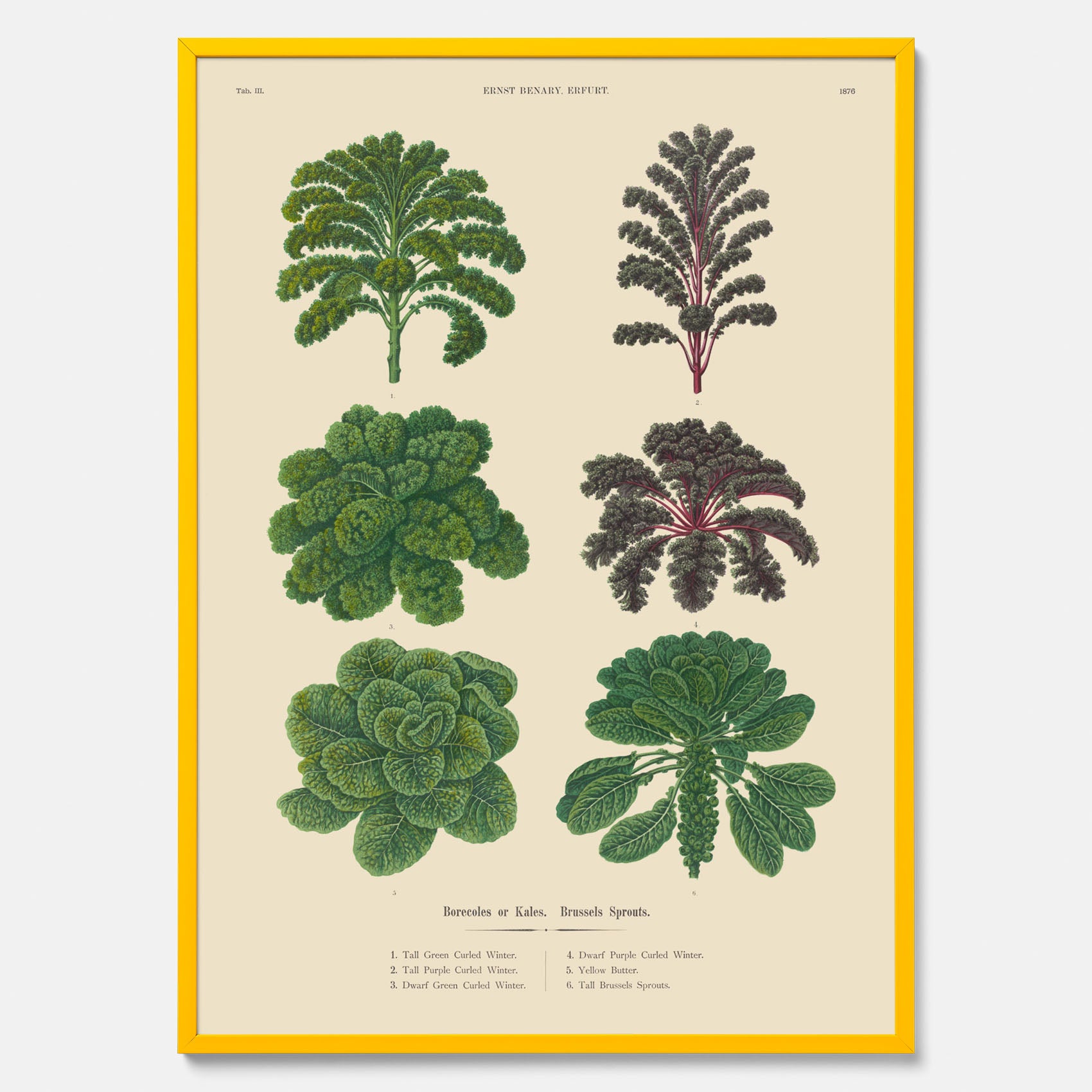 Kökstavla med kål poster – Plansch med kål, kålposter av Ernst Benary, tavla med brysselkål, skolposter, köksposter, poster till kök