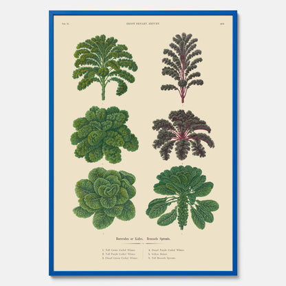 Kökstavla med kål poster – Plansch med kål, kålposter av Ernst Benary, tavla med brysselkål, skolposter, köksposter, poster till kök
