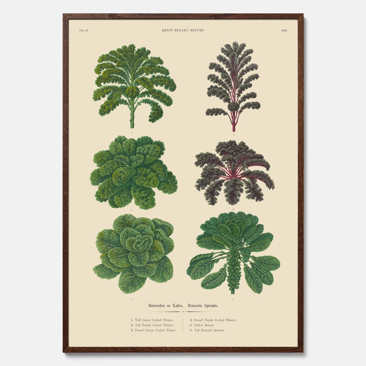 Kökstavla med kål poster – Plansch med kål, kålposter av Ernst Benary, tavla med brysselkål, skolposter, köksposter, poster till kök