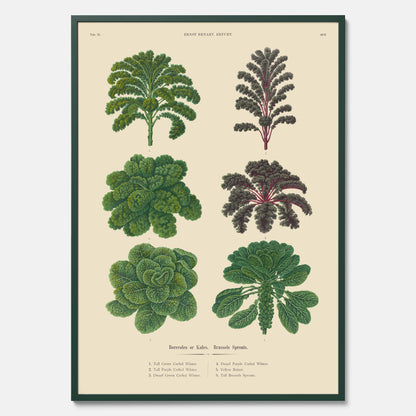 Kökstavla med kål poster – Plansch med kål, kålposter av Ernst Benary, tavla med brysselkål, skolposter, köksposter, poster till kök