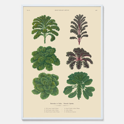Kökstavla med kål poster – Plansch med kål, kålposter av Ernst Benary, tavla med brysselkål, skolposter, köksposter, poster till kök