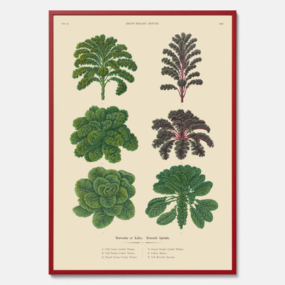 Kökstavla med kål poster – Plansch med kål, kålposter av Ernst Benary, tavla med brysselkål, skolposter, köksposter, poster till kök