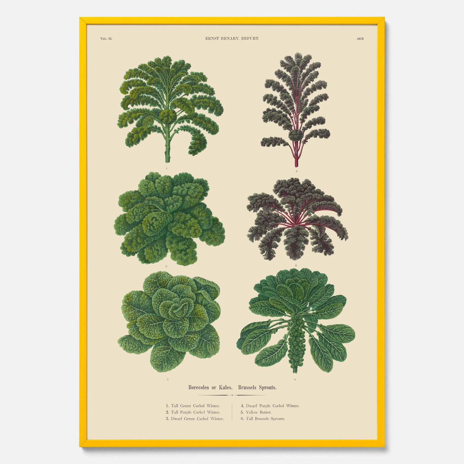Kökstavla med kål poster – Plansch med kål, kålposter av Ernst Benary, tavla med brysselkål, skolposter, köksposter, poster till kök