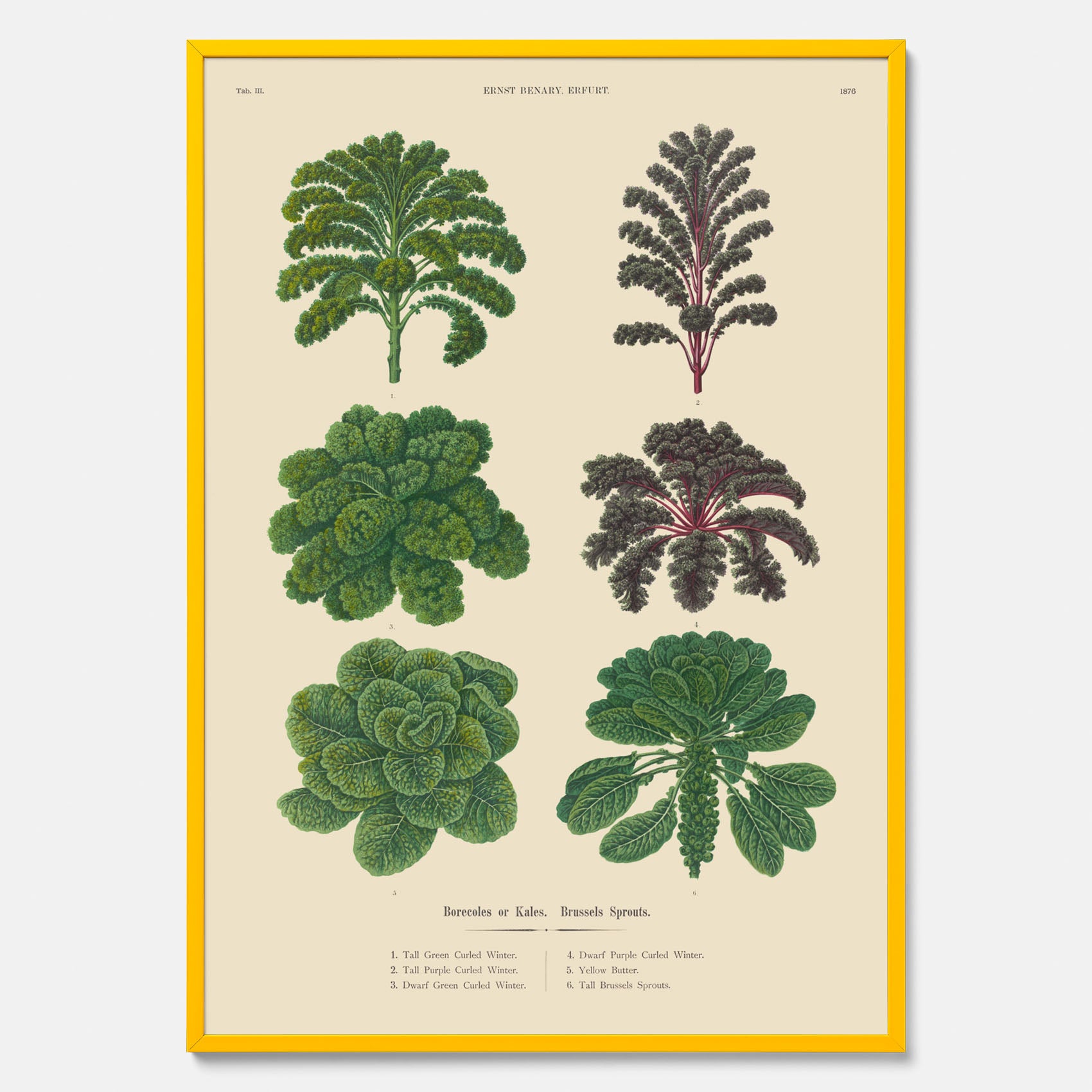 Kökstavla med kål poster – Plansch med kål, kålposter av Ernst Benary, tavla med brysselkål, skolposter, köksposter, poster till kök