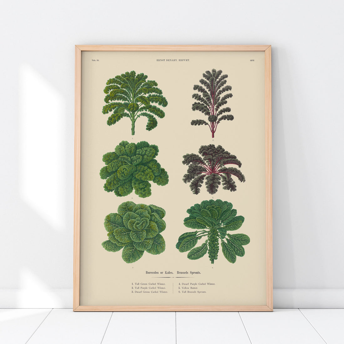 Kökstavla med kål poster – Plansch med kål, kålposter av Ernst Benary, tavla med brysselkål, skolposter, köksposter, poster till kök