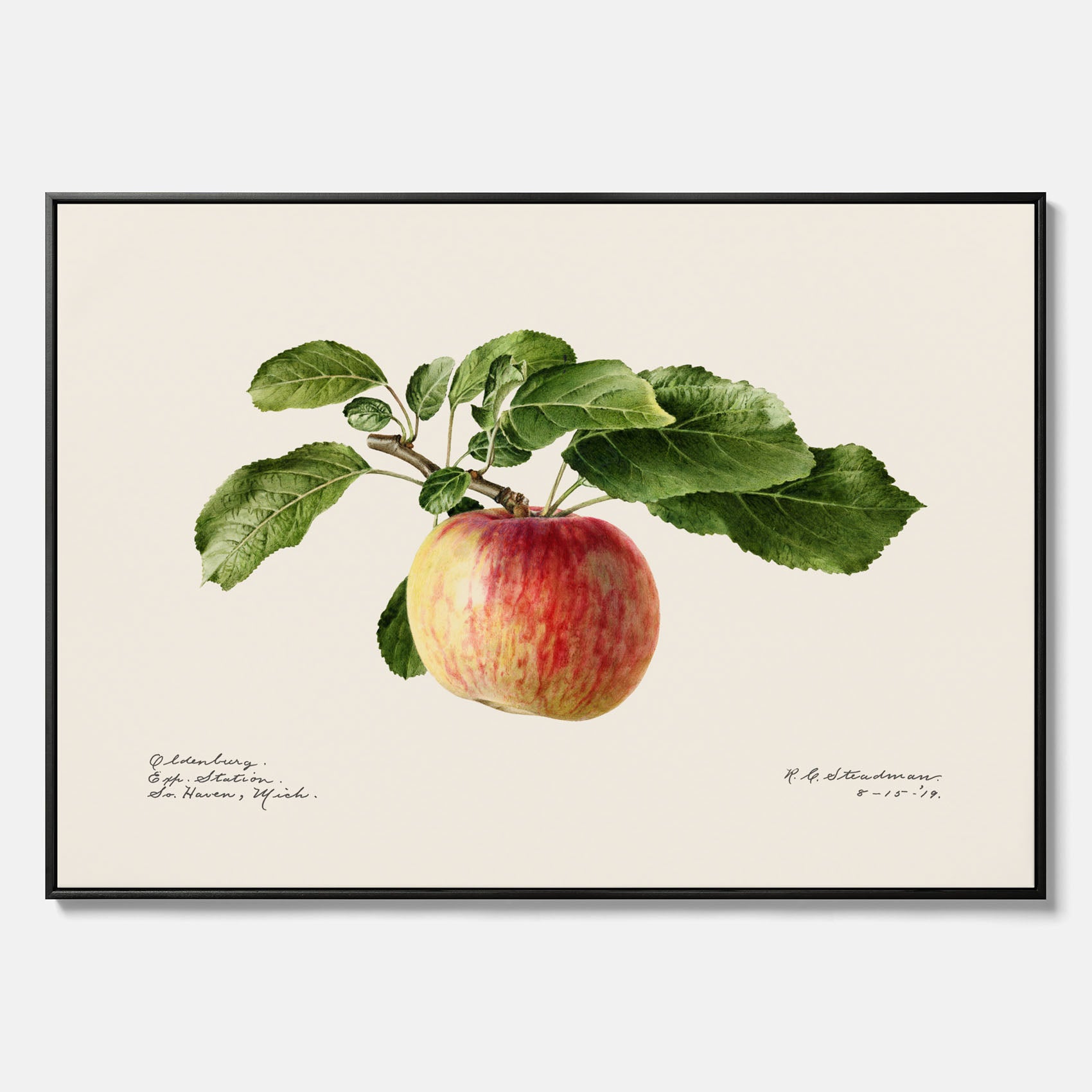 Canvastavla till kök med Äpple – Plansch med frukt, fruktposter, äppeltavla, poster äpplen, köksposter, tavla till kök, poster till kök