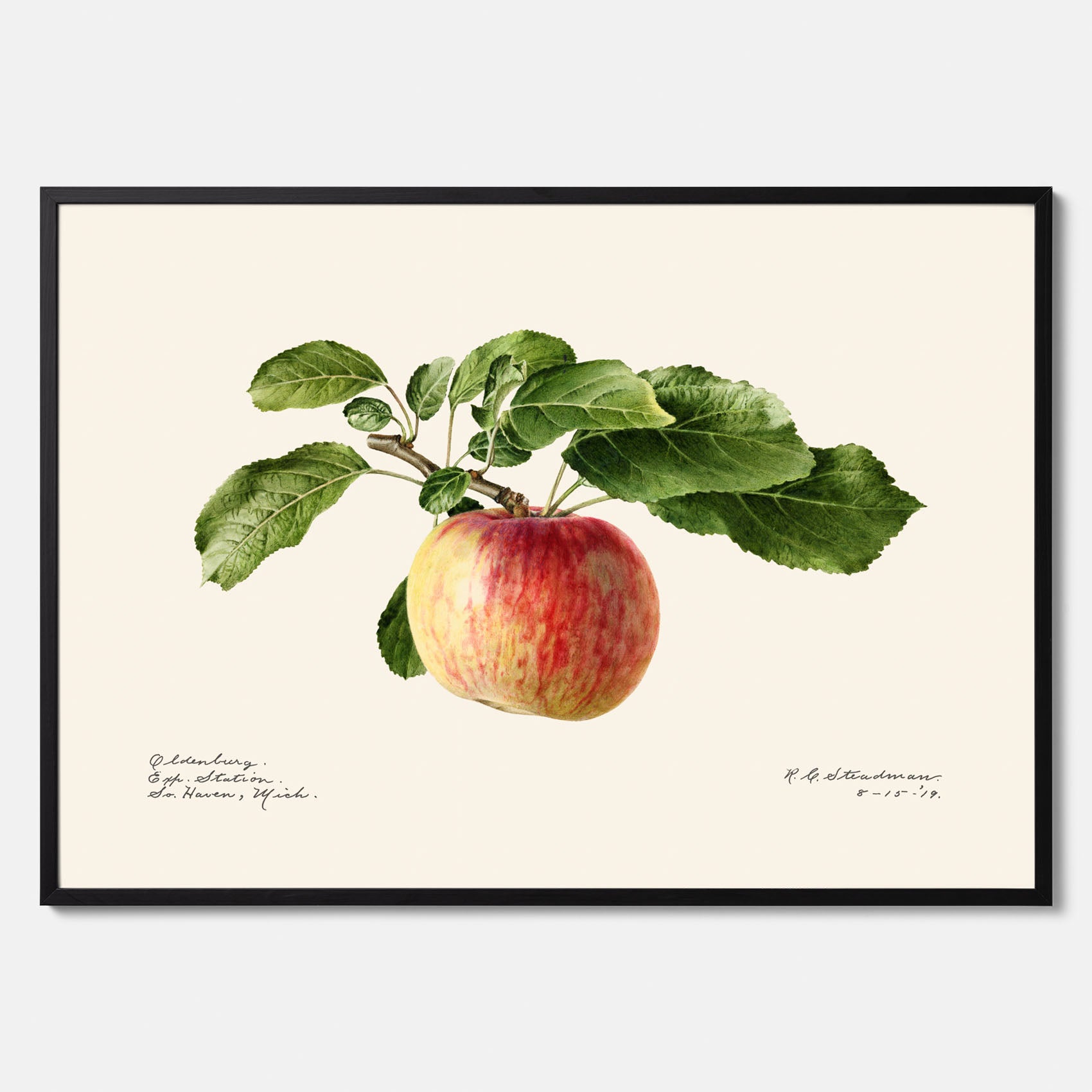Kökstavla med Äpple poster – Plansch med frukt, fruktposter, äppeltavla, poster äpplen, köksposter, tavla till kök, poster till kök