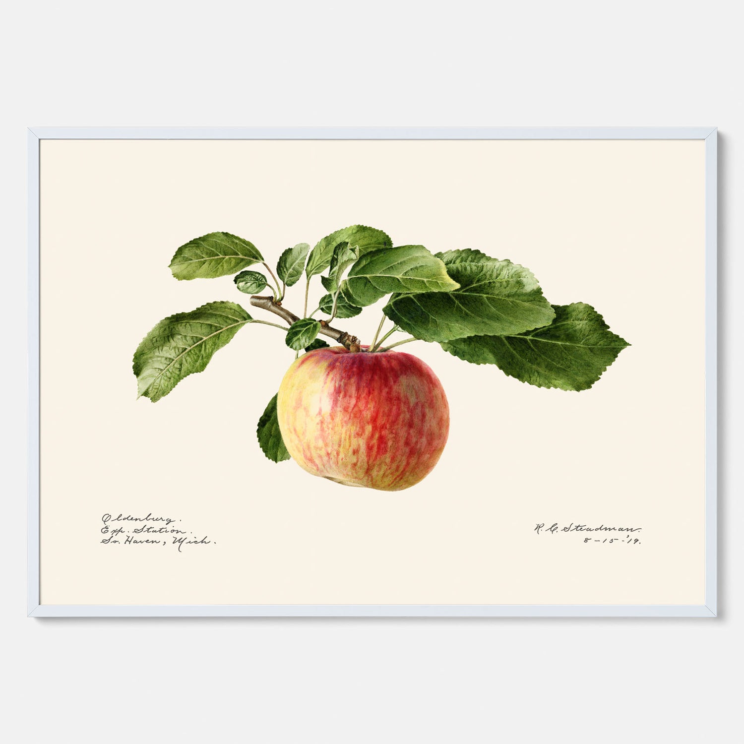 Kökstavla med Äpple poster – Plansch med frukt, fruktposter, äppeltavla, poster äpplen, köksposter, tavla till kök, poster till kök