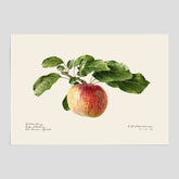 Kökstavla med Äpple poster – Plansch med frukt, fruktposter, äppeltavla, poster äpplen, köksposter, tavla till kök, poster till kök