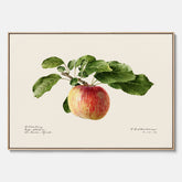 Canvastavla till kök med Äpple – Plansch med frukt, fruktposter, äppeltavla, poster äpplen, köksposter, tavla till kök, poster till kök