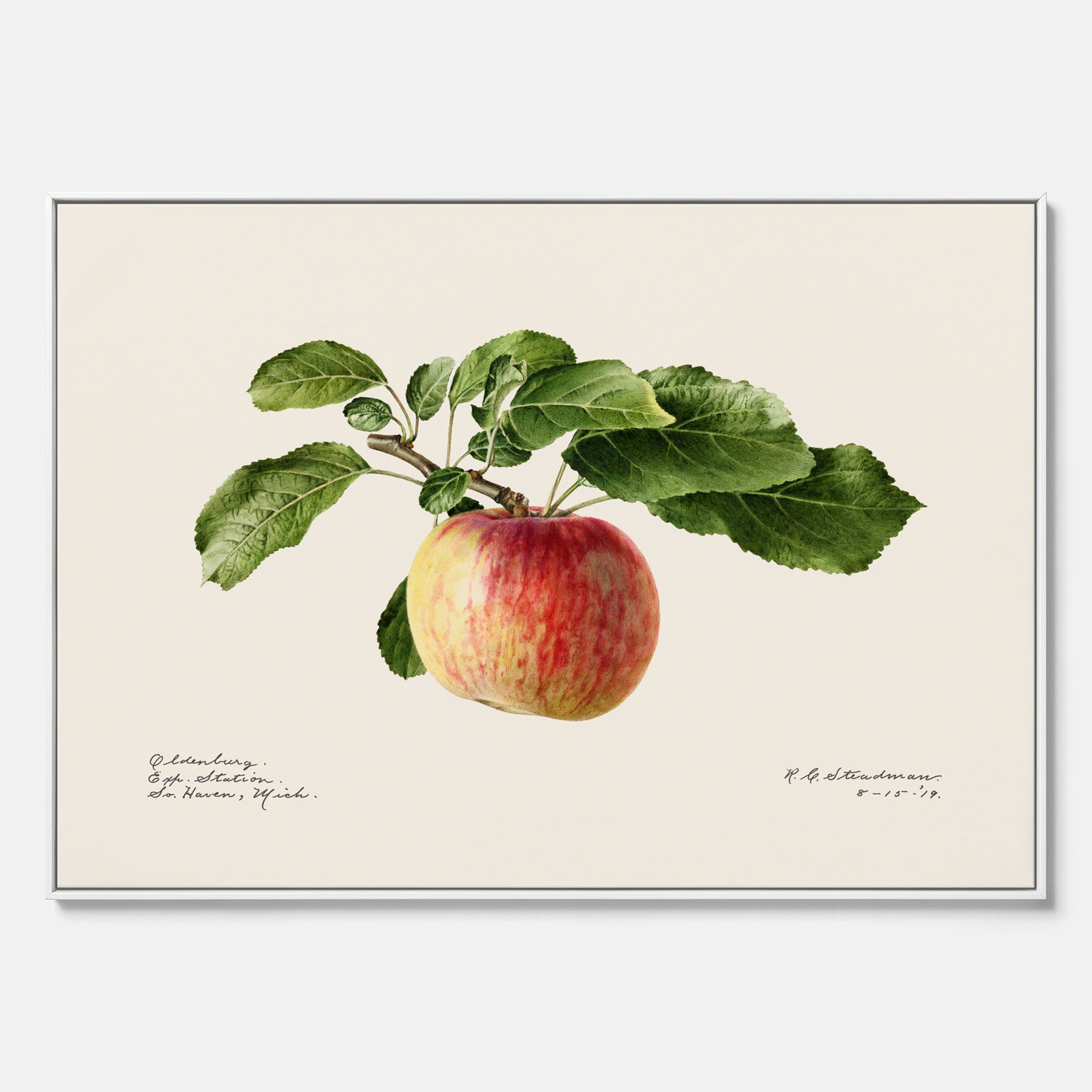 Canvastavla till kök med Äpple – Plansch med frukt, fruktposter, äppeltavla, poster äpplen, köksposter, tavla till kök, poster till kök