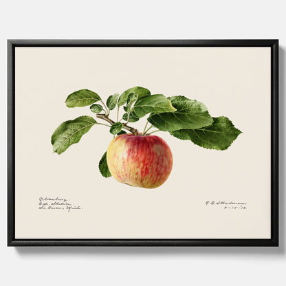 Canvastavla till kök med Äpple – Plansch med frukt, fruktposter, äppeltavla, poster äpplen, köksposter, tavla till kök, poster till kök