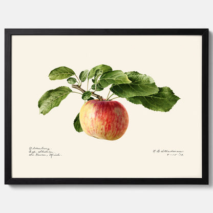 Kökstavla med Äpple poster – Plansch med frukt, fruktposter, äppeltavla, poster äpplen, köksposter, tavla till kök, poster till kök