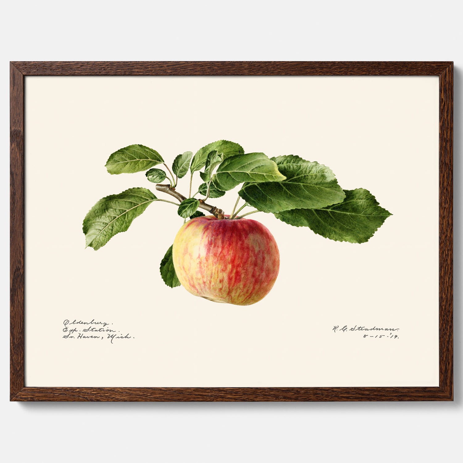 Kökstavla med Äpple poster – Plansch med frukt, fruktposter, äppeltavla, poster äpplen, köksposter, tavla till kök, poster till kök