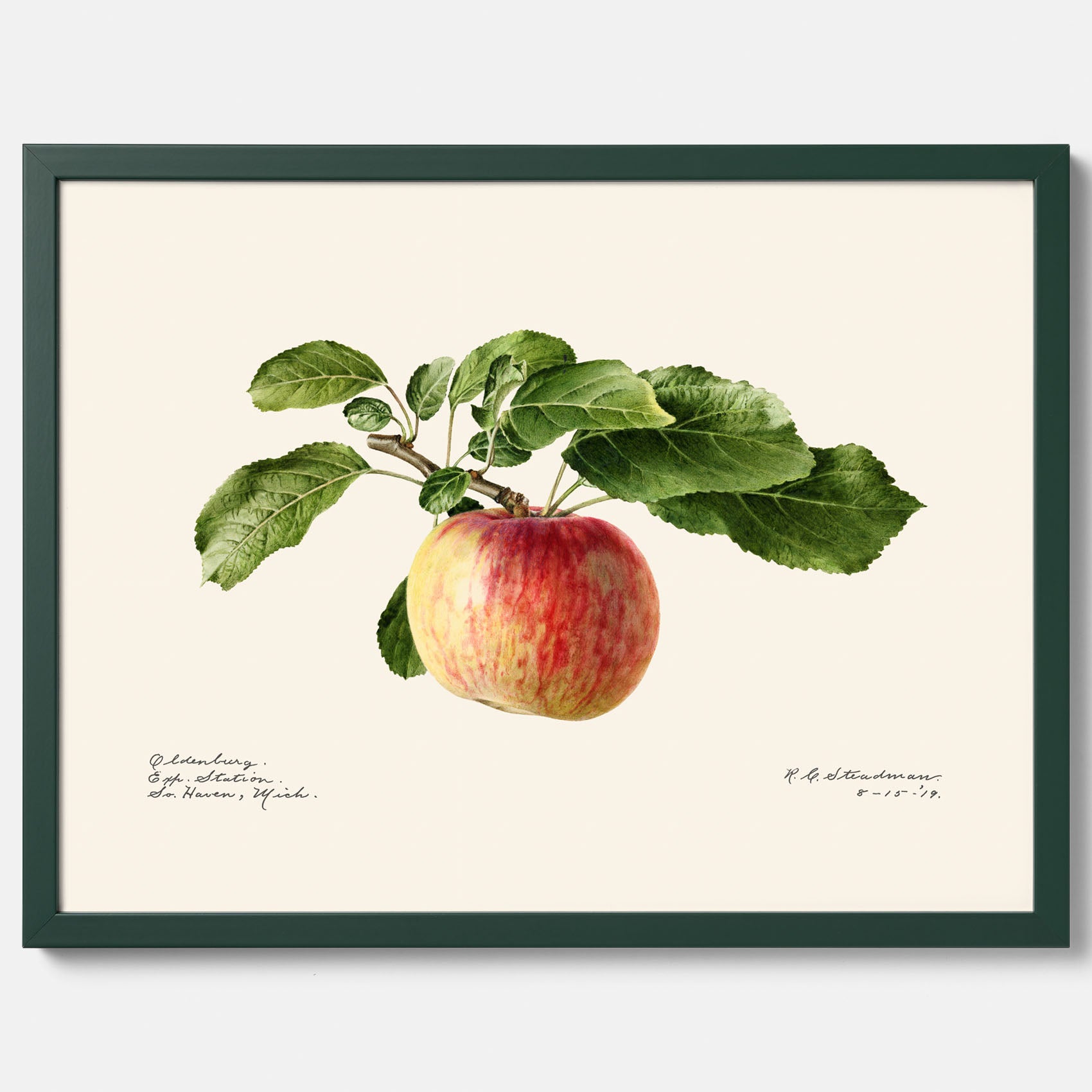 Kökstavla med Äpple poster – Plansch med frukt, fruktposter, äppeltavla, poster äpplen, köksposter, tavla till kök, poster till kök