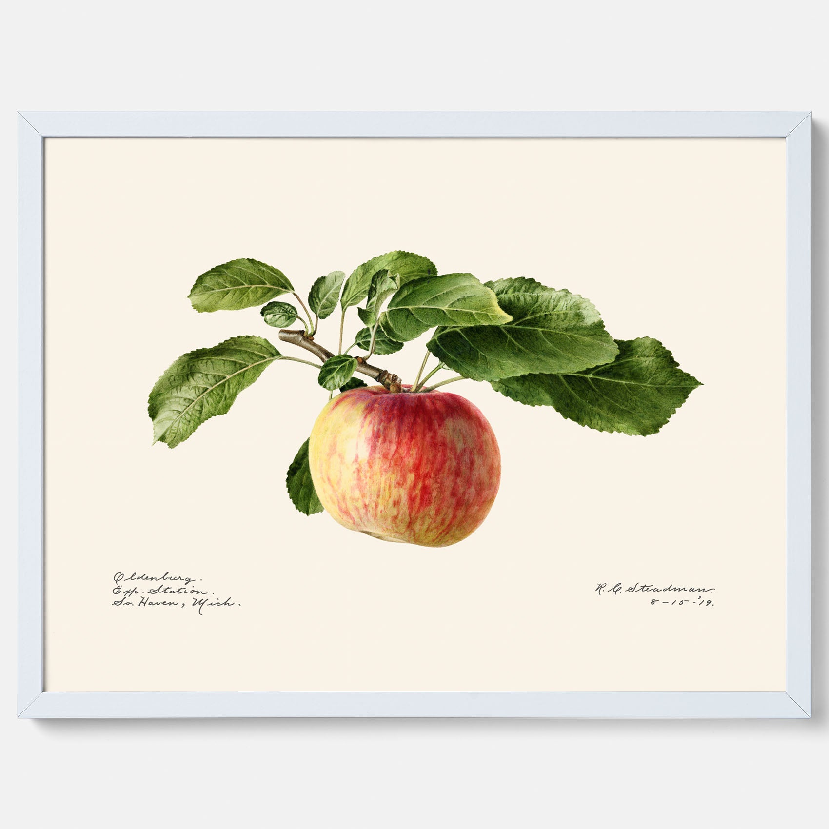 Kökstavla med Äpple poster – Plansch med frukt, fruktposter, äppeltavla, poster äpplen, köksposter, tavla till kök, poster till kök