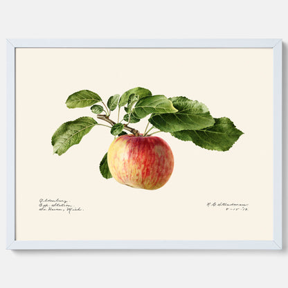 Kökstavla med Äpple poster – Plansch med frukt, fruktposter, äppeltavla, poster äpplen, köksposter, tavla till kök, poster till kök