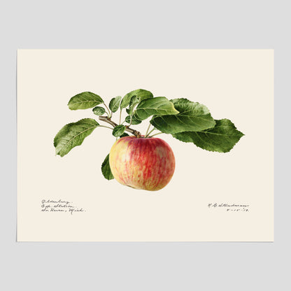 Kökstavla med Äpple poster – Plansch med frukt, fruktposter, äppeltavla, poster äpplen, köksposter, tavla till kök, poster till kök